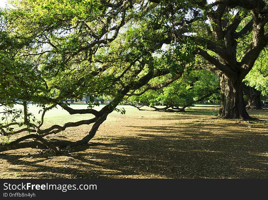 Tree, Vegetation, Woody Plant, Plant