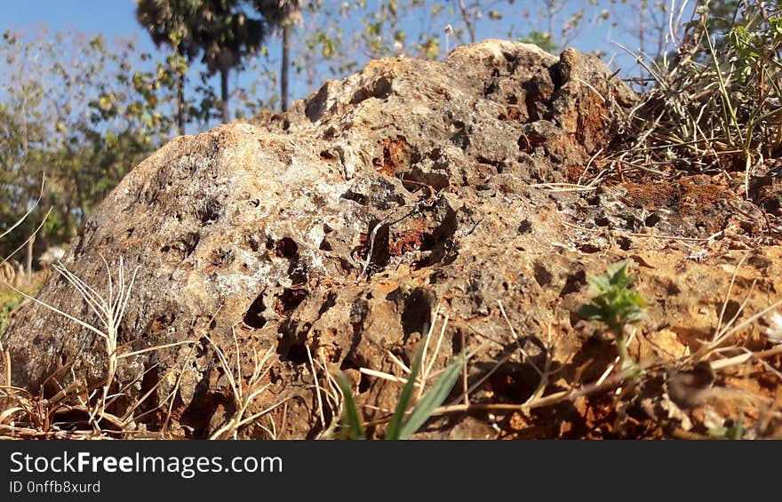 Vegetation, Soil, Shrubland, Grass Family