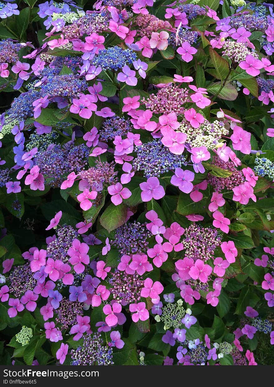 Flower, Plant, Flowering Plant, Purple