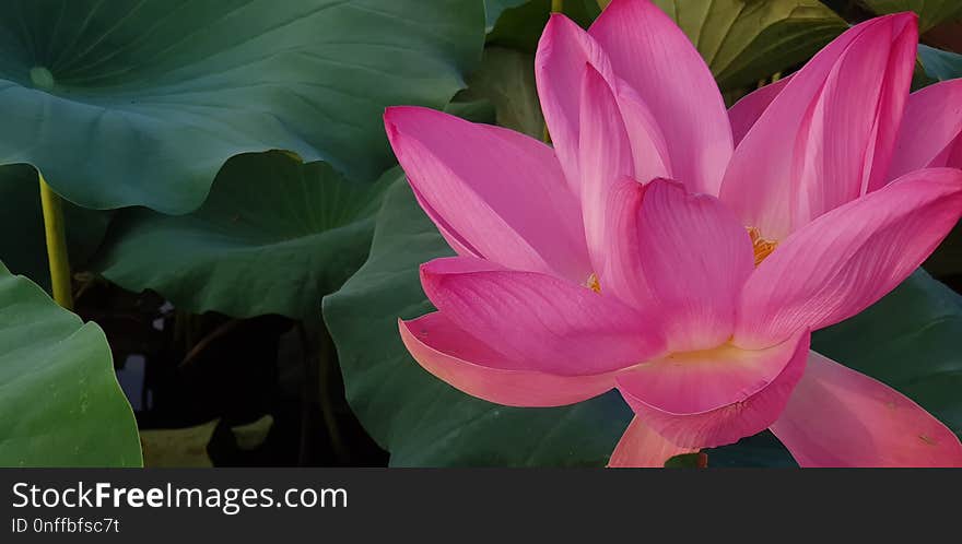 Flower, Plant, Lotus, Sacred Lotus