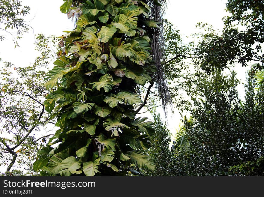 Tree, Leaf, Plant, Vegetation