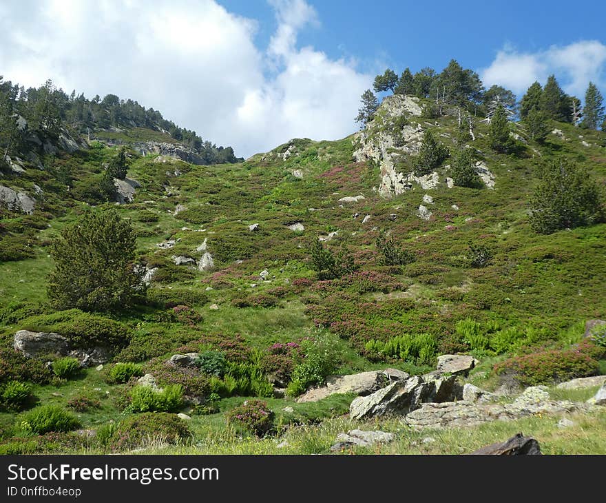 Vegetation, Nature Reserve, Wilderness, Ecosystem