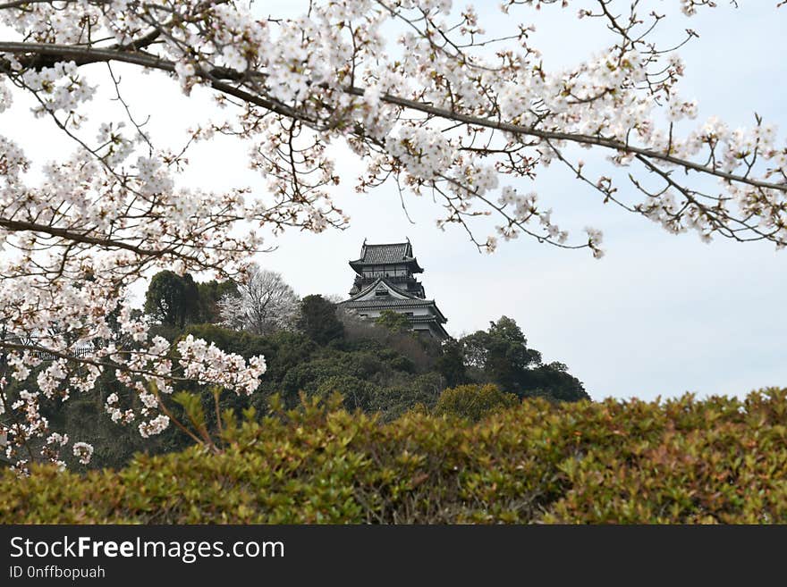 Flower, Blossom, Sky, Cherry Blossom