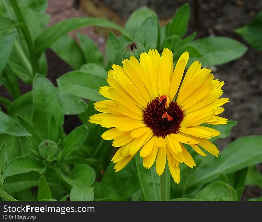 Flower, Plant, Flora, Blanket Flowers