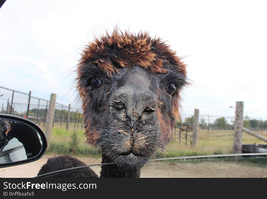 Camel Like Mammal, Snout, Alpaca, Mane