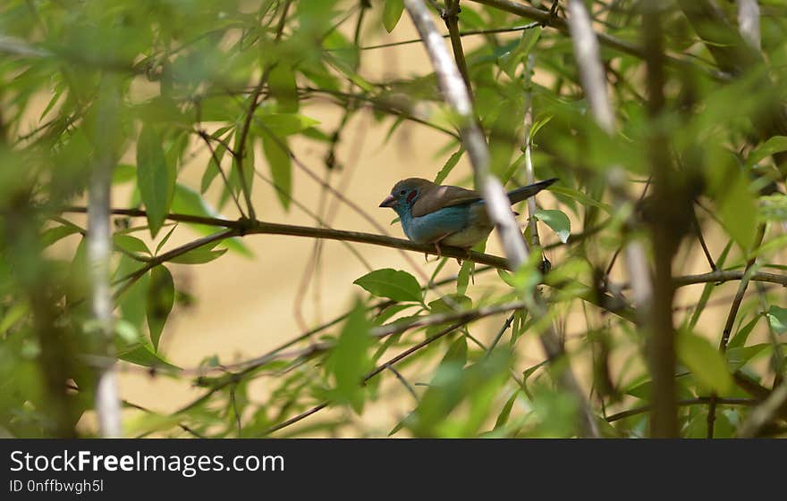 Bird, Fauna, Ecosystem, Beak