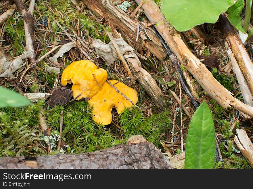 Leaf, Fungus, Plant, Tree