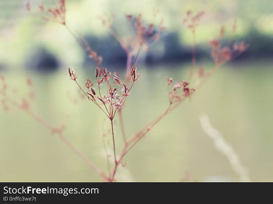 Branch, Blossom, Twig, Close Up