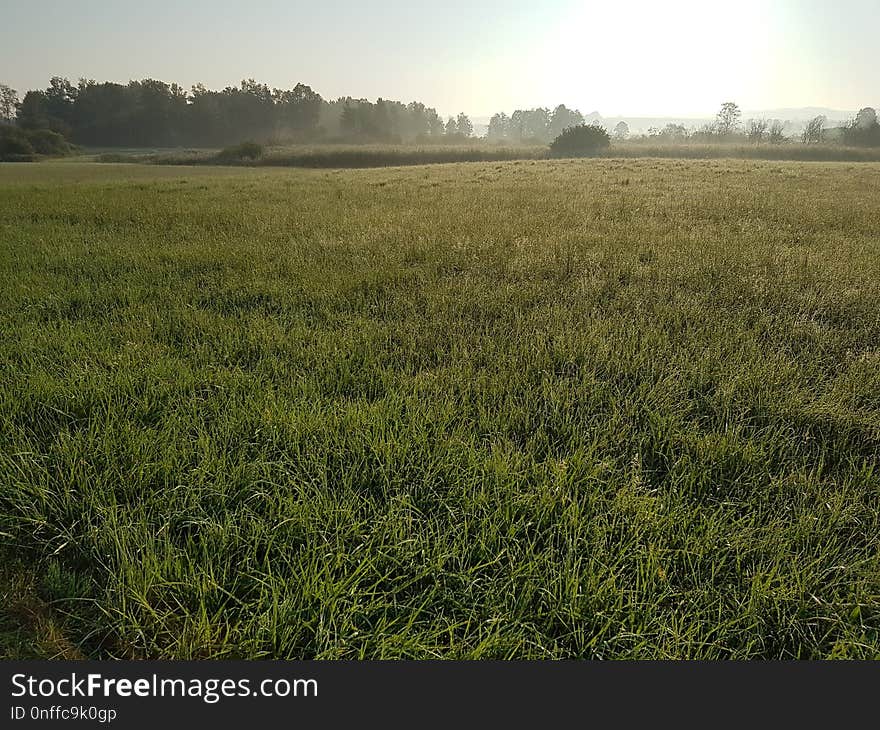 Grassland, Field, Grass, Crop