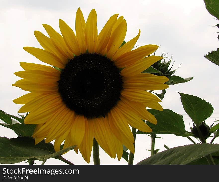 Flower, Sunflower, Yellow, Flowering Plant