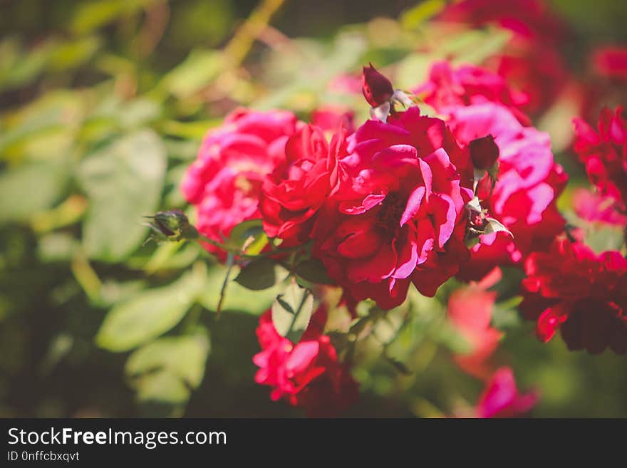 Flower, Red, Pink, Rose Family