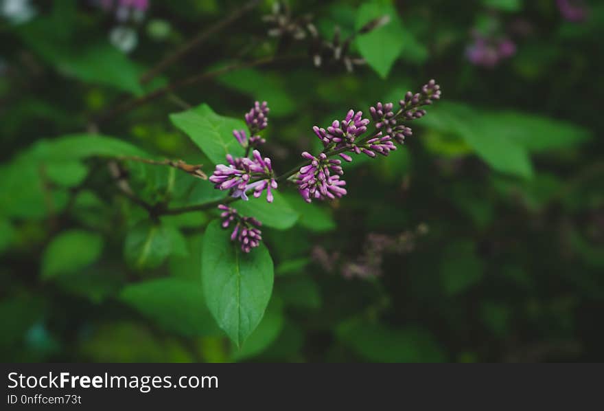 Plant, Ocimum Tenuiflorum, Flower, Ocimum