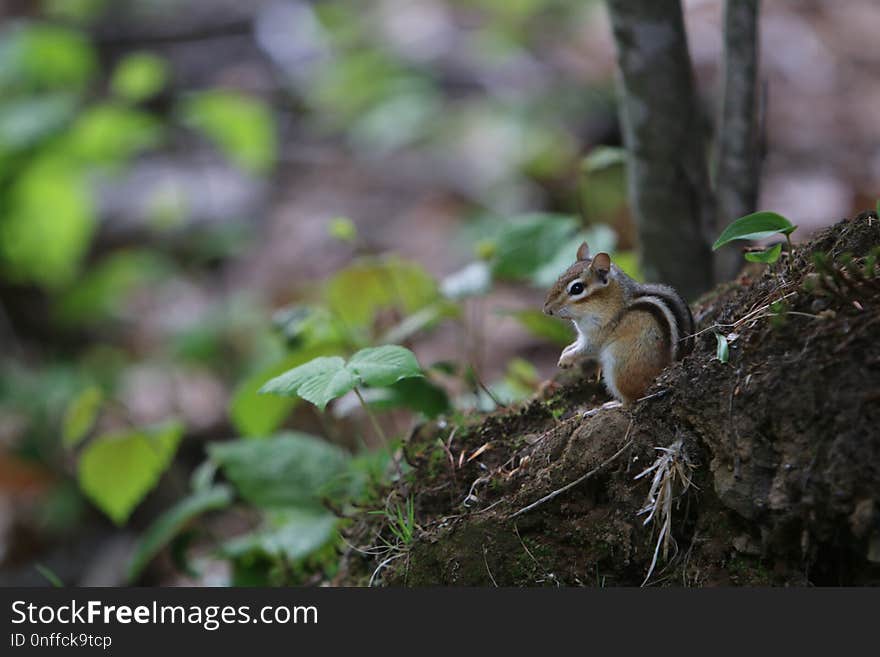 Squirrel, Chipmunk, Fauna, Mammal