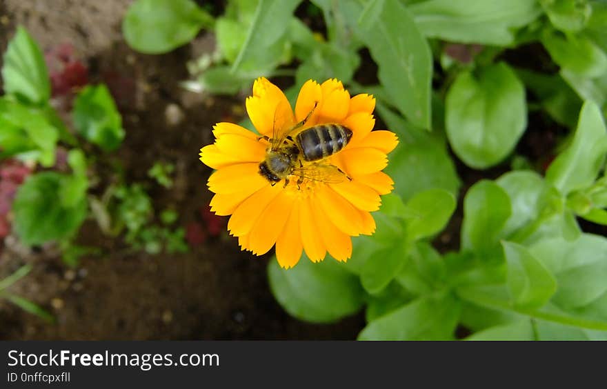 Flower, Yellow, Nectar, Flora