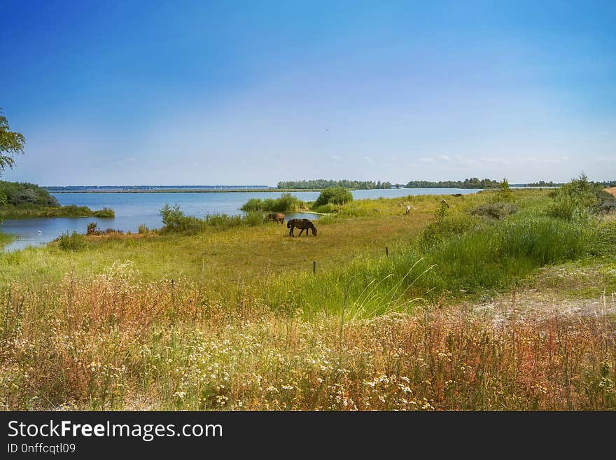 Ecosystem, Grassland, Nature Reserve, Pasture