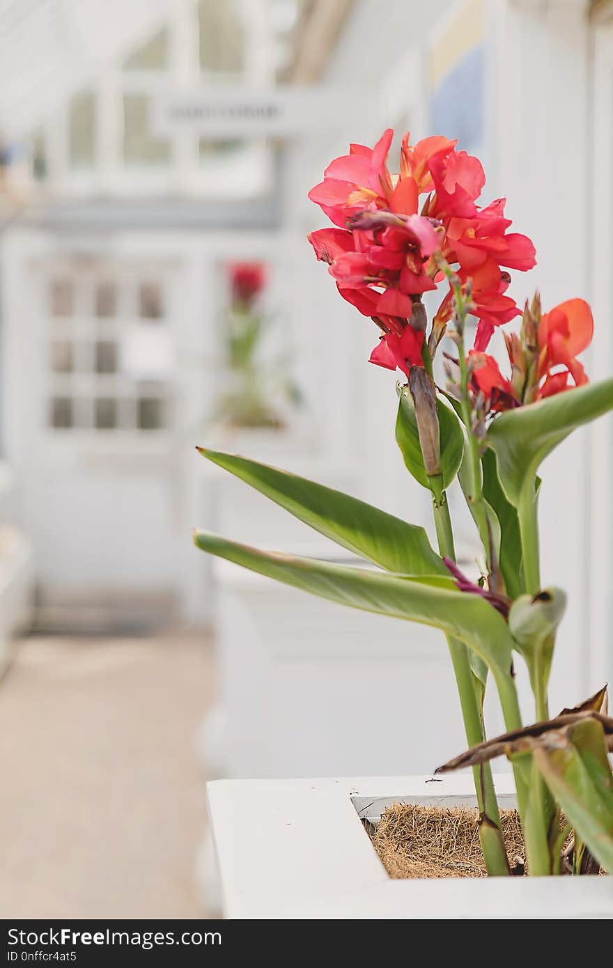 Flower, Plant, Flowering Plant, Cut Flowers