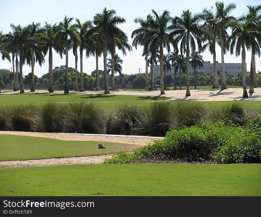 Palm Tree, Arecales, Tree, Golf Course