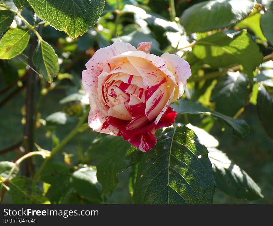 Rose, Flower, Rose Family, Flowering Plant