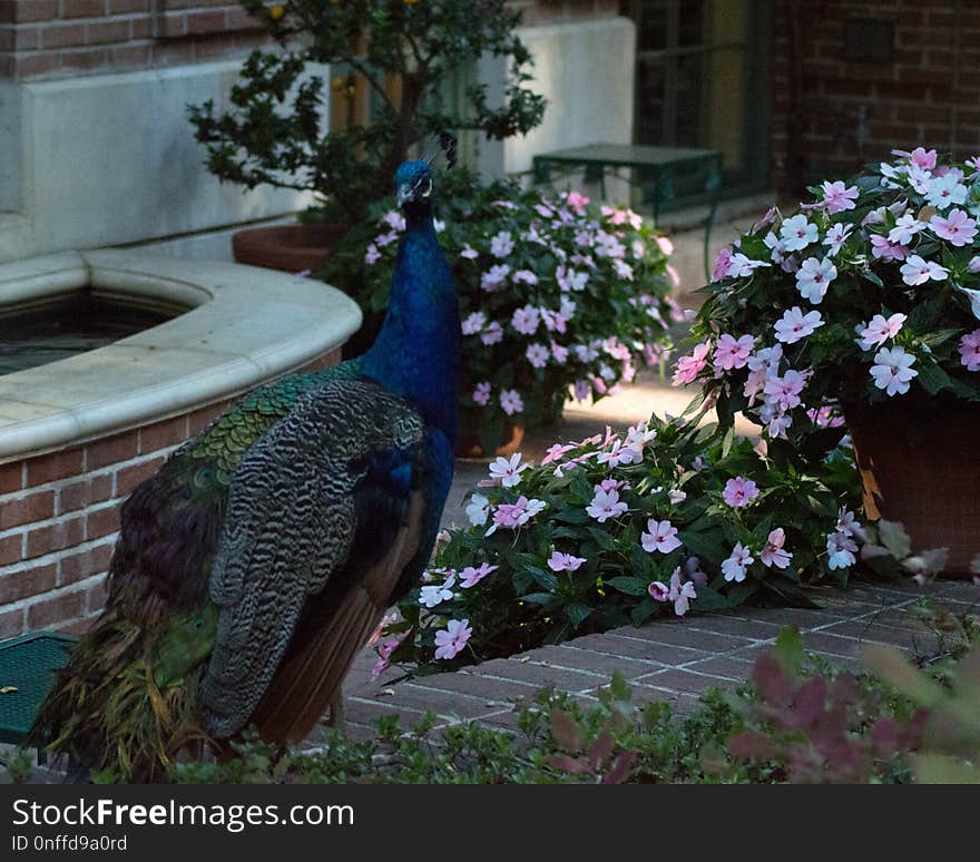 Flower, Plant, Flora, Peafowl