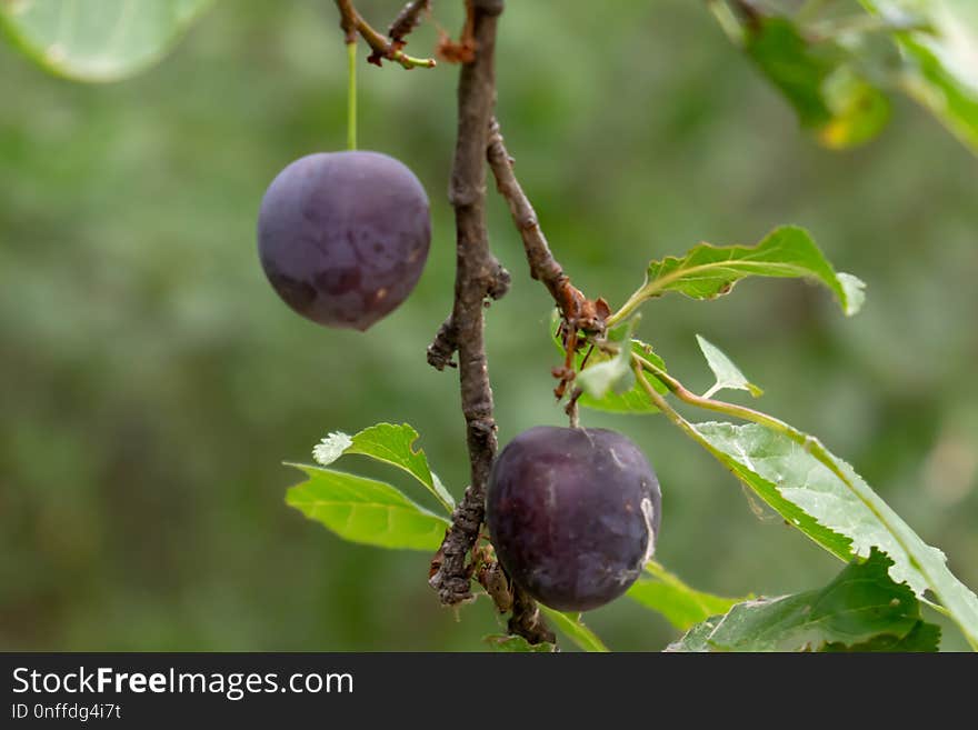 Fruit, Damson, Fruit Tree, Plant