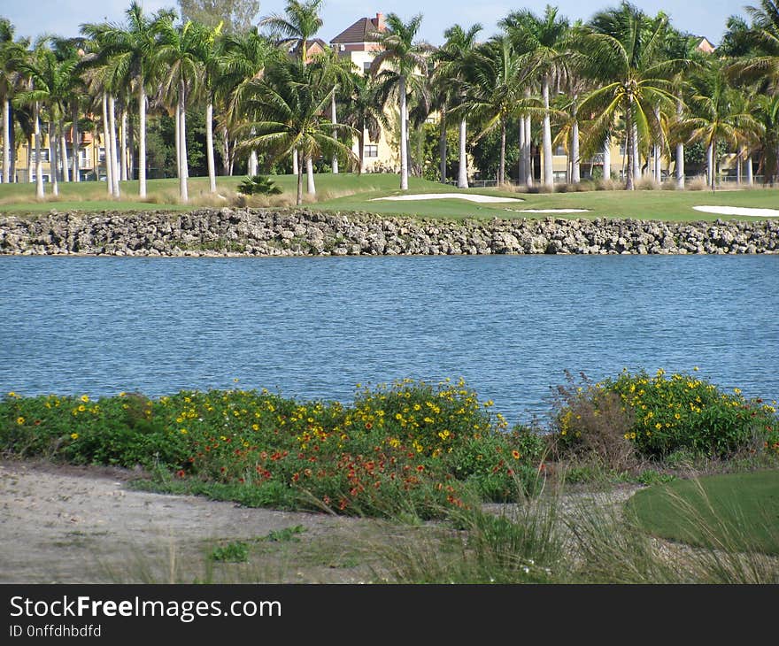 Water, Tree, Palm Tree, Arecales