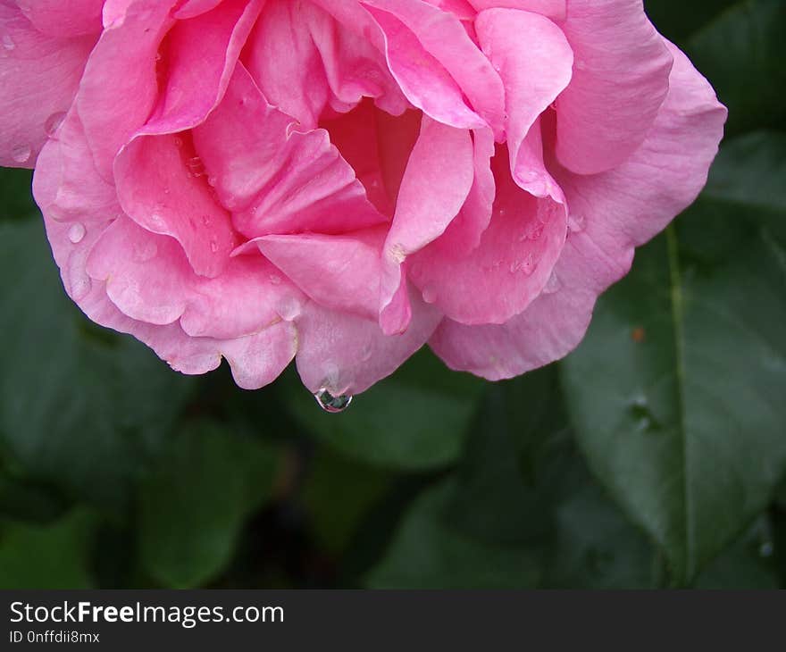 Flower, Pink, Rose Family, Rose