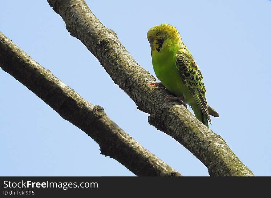 Bird, Beak, Parrot, Fauna