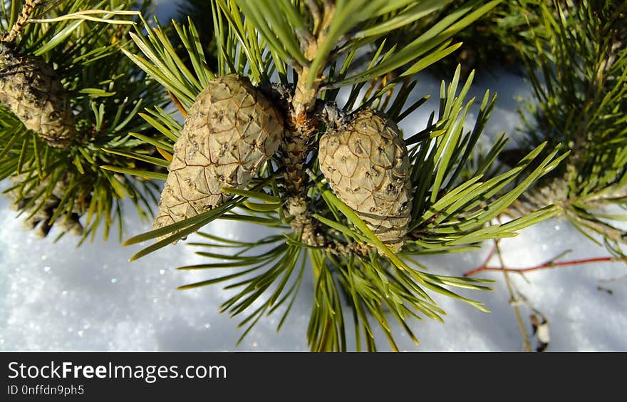 Tree, Pine Family, Conifer Cone, Conifer