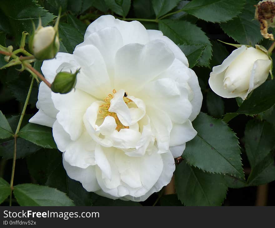 Flower, Rose, Rose Family, White