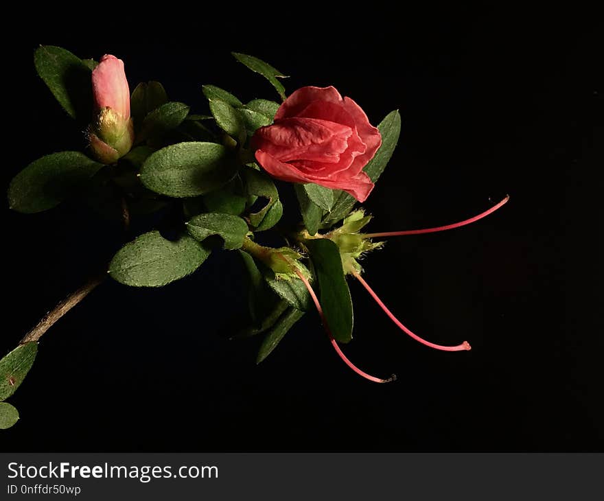 Flower, Red, Rose Family, Pink