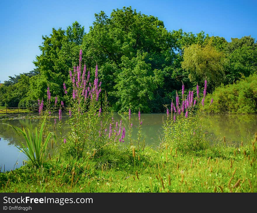 Nature, Vegetation, Water, Reflection