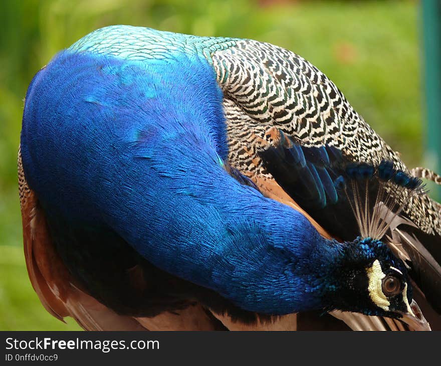 Beak, Peafowl, Bird, Fauna