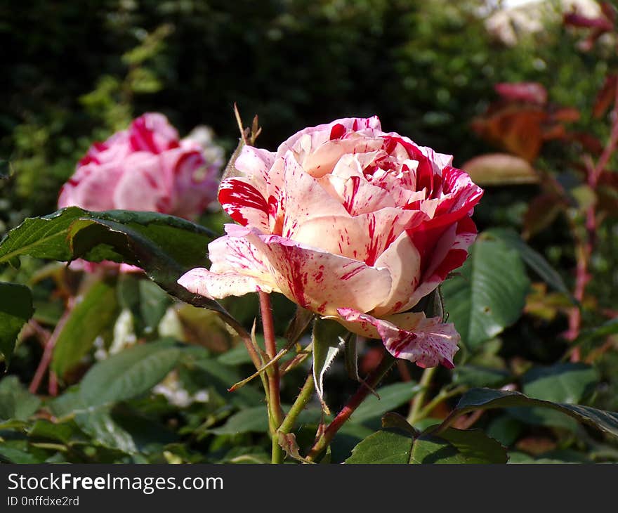 Flower, Rose, Plant, Rose Family