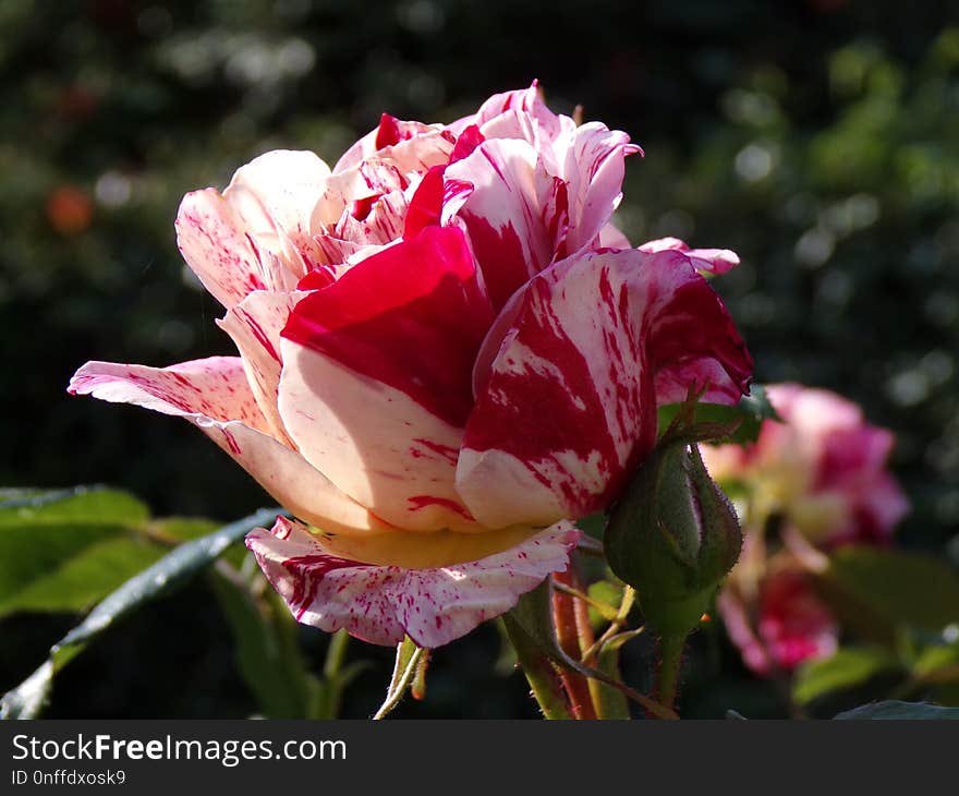 Flower, Plant, Rose Family, Rose