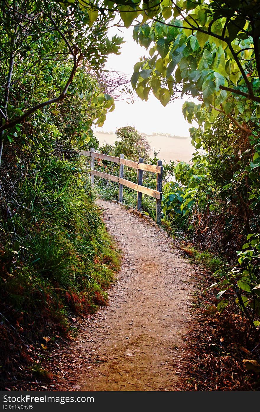 Nature, Vegetation, Path, Leaf