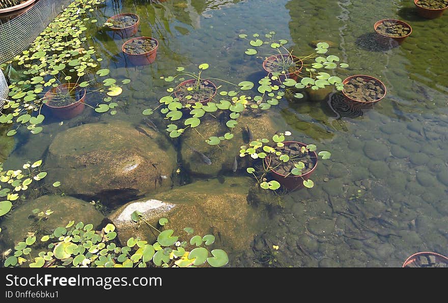 Water, Pond, Ecosystem, Vegetation