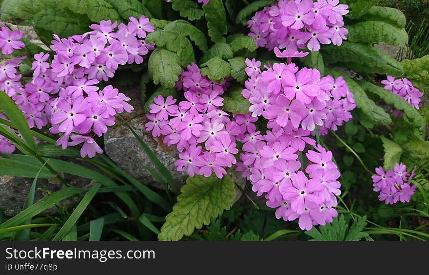 Flower, Plant, Flowering Plant, Flora