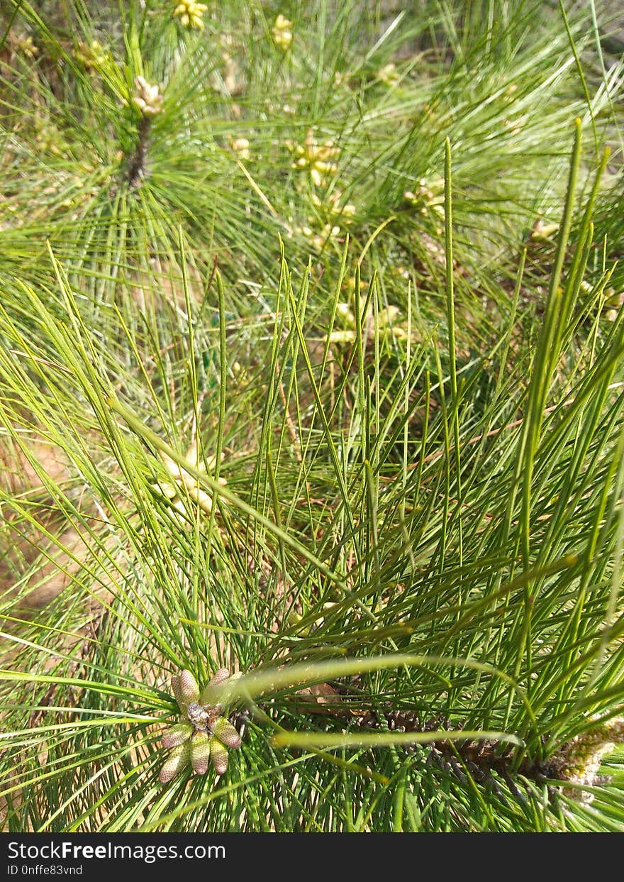 Plant, Ecosystem, Grass, Grass Family