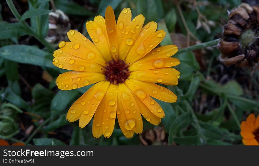 Flower, Flora, Wildflower, Calendula