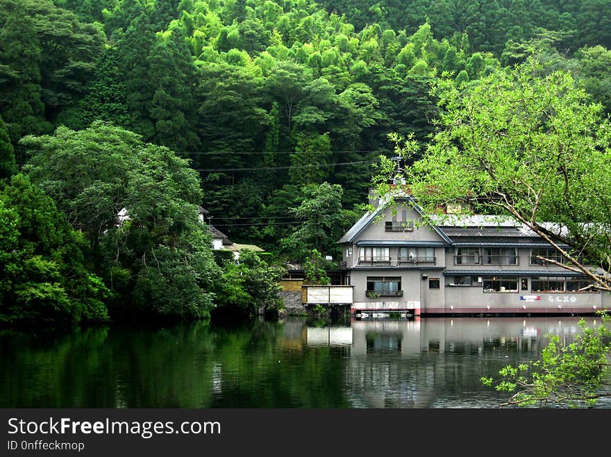 Reflection, Water, Nature, Green