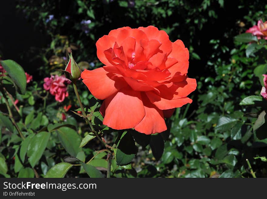 Flower, Rose Family, Rose, Plant