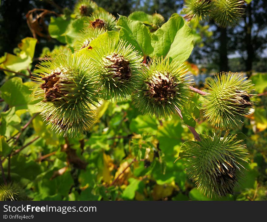 Flora, Plant, Vegetation, Burdock