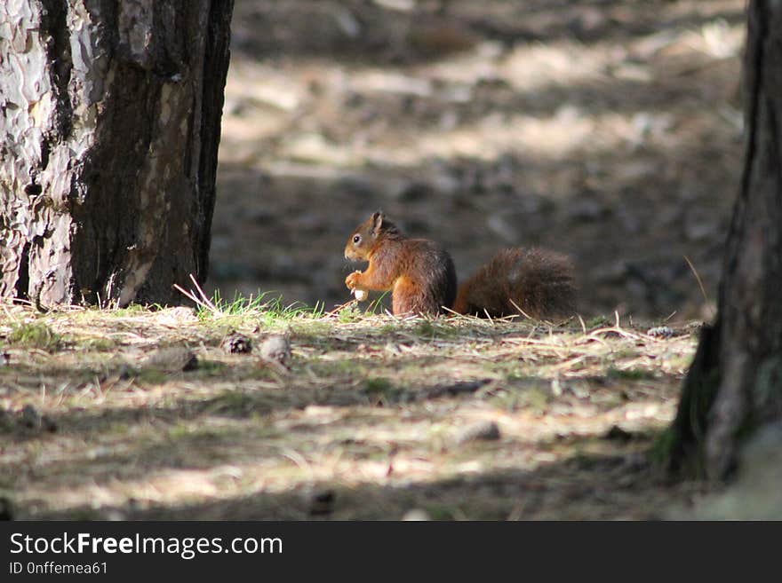 Fauna, Mammal, Squirrel, Wildlife