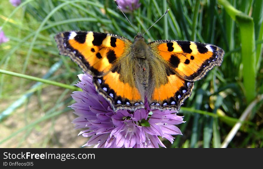 Butterfly, Moths And Butterflies, Brush Footed Butterfly, Insect