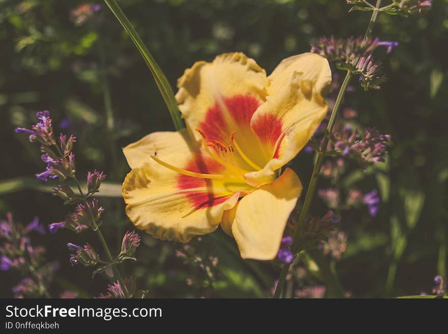 Flower, Flora, Wildflower, Plant