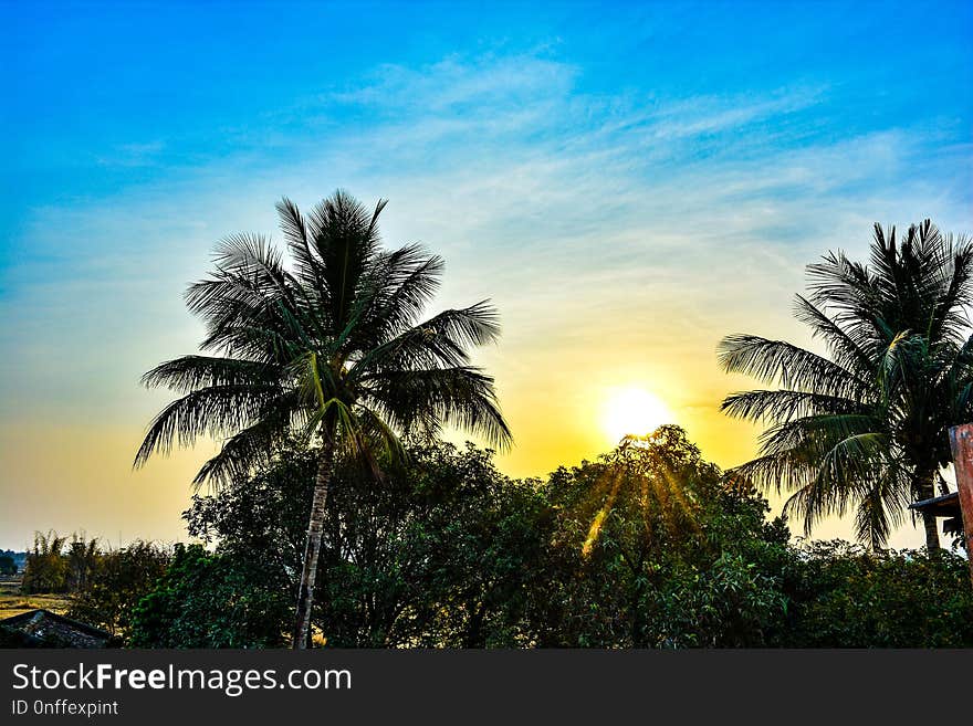 Sky, Nature, Palm Tree, Arecales