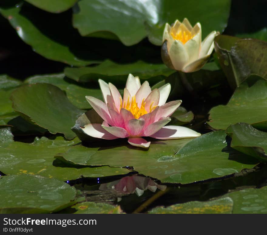 Flower, Plant, Flora, Aquatic Plant