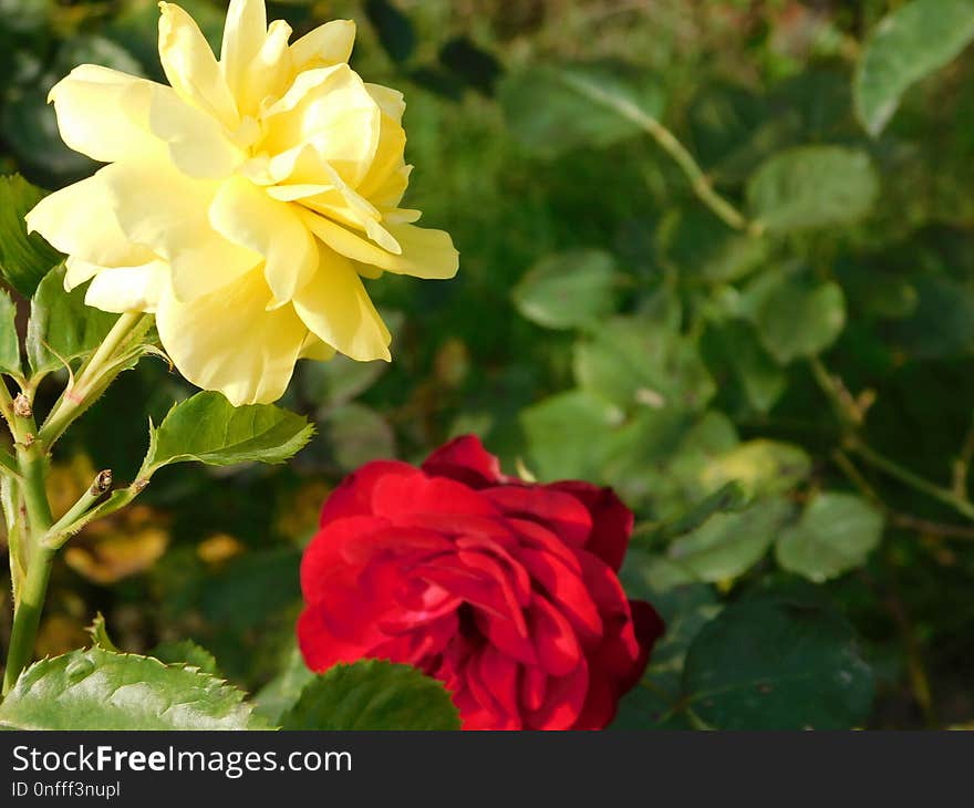 Flower, Rose, Rose Family, Flowering Plant