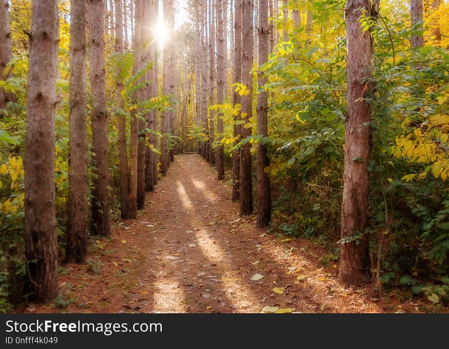 Path, Forest, Ecosystem, Woodland