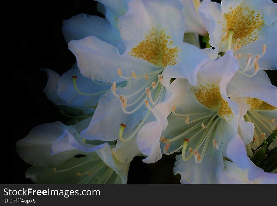 Flower, White, Plant, Flowering Plant